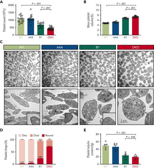Loss of α4A- and β1-tubulins leads to severe spherocytosis and prevents marginal band formation. (A) Blood platelet counts of WT, KOA4A (A4A), KOB1 (B1), and DKO mice. Results are expressed in 109/L. Bar graph represents the mean ±SEM. Each data point corresponds to an individual mouse. N > 20 per strain. Statistical analysis was conducted by 1-way analysis of variance (ANOVA) followed by Tukey honest significant difference (HSD) post-hoc test. (B) Mean platelet volumes of WT, KOA4A (A4A), KOB1 (B1), and DKO mice. Results are expressed in fL. Bar graph represents the mean ±SEM. Each data point corresponds to an individual mouse. Statistical analysis was conducted by Welch ANOVA followed by Dunnett T3 post-hoc test. (C) Representative transmission electron micrographs of WT, KOA4A (A4A), KOB1 (B1), and DKO platelets. The top panels correspond to a large field of view. The lower panels correspond to a close-up view, and higher magnifications in the lower right corners show a cross-sectioned microtubule marginal band for WT, KOA4A, and KOB1 platelets that is absent in DKO platelets. Scale bar: 5 μm (top panel), 1 μm (bottom panel), and 250 nm (lower right corner). (D) Distribution of WT, KOA4A (A4A), KOB1 (B1), and DKO platelets according to their morphology. Platelets were manually ranked based on their morphology (disc, oval, or round). Results are expressed in % of each class. Bar graph (stacked) represents the mean ±SEM, with at least >100 platelets per genotype counted. Statistical analysis of the round morphology was conducted by 1-way ANOVA followed by Tukey HSD post-hoc test, with DKO as a reference. ∗∗∗P < .001. (E) Enzyme-linked immunosorbent assay quantification of total tubulin of platelet lysates of WT, KOA4A (A4A), KOB1 (B1), and DKO mice. Results are expressed in fg per platelet. Bar graph represents the mean ±SEM. Each data point corresponds to an individual platelet lysate, obtained from a single mouse. N > 3 per group. Statistical analysis was conducted by 1-way ANOVA followed by Tukey HSD post-hoc test.