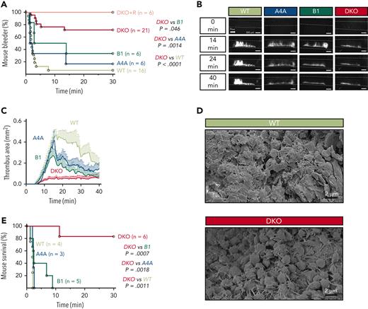 Loss of α4A- and β1-tubulins severely impairs hemostatic and thrombotic responses in vivo. (A) Percentage of bleeders over time following a 3-mm tail-tip amputation for WT, KOA4A (A4A), KOB1 (B1), and DKO mice and romiplostim-treated DKO mice (DKO+R). Results are represented as Kaplan-Meier survival curves. For romiplostim-treated animals, mice were administered a single dose (100 μg/kg) 6 days prior to the experiment. N > 6 per group. Statistical analysis was conducted by the log-rank test. (B) Representative fluorescence micrographs of thrombi formed at 14, 24, and 40 minutes after topical application of FeCl3 to the carotid artery of WT, KOA4A (A4A), KOB1 (B1), and DKO mice. Platelets were labeled by 3,3'-dihexyloxacarbocyanine iodide injection. (C) Thrombus area quantification after topical application of FeCl3 to the carotid artery of WT, KOA4A (A4A), KOB1 (B1), and DKO mice. Results are expressed in mm2 as a function of time (minutes). N > 5 per strain. (D) Representative scanning electron micrographs of WT and DKO thrombi in transsectioned carotid arteries that have been fixed 7 minutes after topical application of FeCl3. (E) Percentage of survival over time of WT, KOA4A (A4A), KOB1 (B1), and DKO mice in a venous thromboembolism model following an injection in the jugular vein of a mixture of collagen (0.8 mg/kg) and adrenaline (60 μg/kg). Results are represented as Kaplan-Meier survival curves. N > 3 per group. Statistical analysis was conducted by the log-rank test. Scale bars, 300 μm (B) and 2 μm (D).