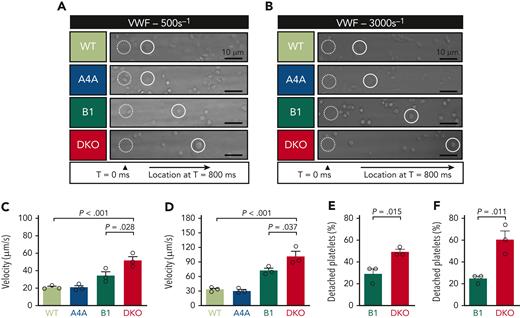 Platelet adhesion onto VWF under flow is reduced in the absence of α4A- and β1-tubulins. (A-B) Representative differential interference contrast (DIC) micrographs of WT, KOA4A (A4A), KOB1 (B1), and DKO platelets rolling onto captured VWF at (A) 500 and (B) 3000 reciprocal seconds (s-1). Hirudinated whole blood was perfused into polydimethylsiloxane channels coated with the VWF-capturing peptide (vA3-III-23, 100 μg/mL). Blood was allowed to flow for 15 seconds before recording videos. For each micrograph, the dotted white circle indicates the initial position of 1 platelet, and the full white circle indicates its position after 800 ms. Scale bar: 10 μm. (C-D) Rolling velocity of WT, KOA4A (A4A), KOB1 (B1), and DKO platelets onto captured VWF at (C) 500 and (D) 3000 reciprocal seconds (s-1). Velocities are expressed as μm/s and were determined based on DIC recordings. Bar graphs represent the mean ±SEM. Each symbol indicates an individual flow. N = 3 per strain, with ≥15 platelets counted per individual flow. Statistical analysis was conducted by 1-way ANOVA followed by Tukey HSD post-hoc test. (E-F) Platelet detachment from the VWF surface at (E) 500 and (F) 3000 reciprocal seconds (s-1) was determined by tracking individual KOB1 (B1) and DKO platelets during 30 seconds on DIC recordings. Results are expressed in %. Bar graphs represent the mean ±SEM. Each symbol indicates an individual flow. N = 3 per strain, with ≥15 platelets counted per individual flow. Statistical analysis was conducted by unpaired 2-tailed t test.
