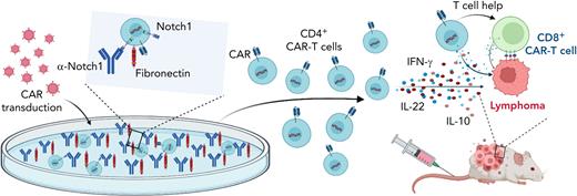 Notch signaling promotes CD4+ CAR T-cell persistence and helper function. Figure shows that culturing of CD4+ T cells on fibronectin and anti-Notch1 antibody-coated plates during CAR T-cell transduction and expansion activated Notch signaling. Notch1-activated CD4+ CAR T cells produced more proinflammatory cytokines and had enhanced in vivo persistence as well as helper T-cell function in lymphoma xenograft models. Created with BioRender.com.