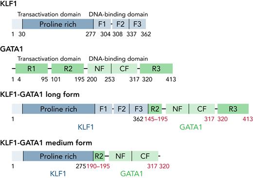 Schematic diagram of the structure of KLF1, GATA1, and KLF1-GATA1 fusion constructs. F1, F2, and F3 represent three finger domains of KLF1; CF and NF represent C- and N-fingers of GATA1; and R1, R2, and R3 represent three regions of the transactivation domain of GATA1. See the complete Figure 1 in the article by Zhu et al that begins on page 2276.