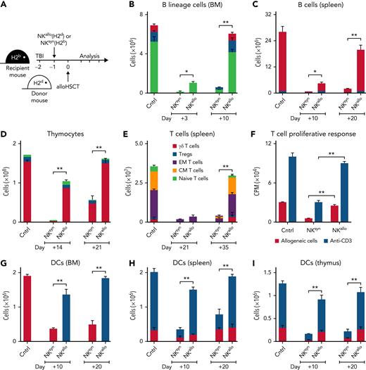 Infusion of donor alloreactive NK cells accelerates post-BMT immune reconstitution. (A) H-2b recipient mice were conditioned with TBI+IL2-activated alloreactive NK cells (NKallo) from H-2d mice or with TBI+IL2-activated syngeneic (nonalloreactive) H-2b NK cells (NKsyn). Mice were then transplanted with T-cell–depleted BM from H-2d mice. (B) Recovery of BM B220+/cytoplasmic μ (Cμ)− pro-B cells (light green bars), B220+/Cμ+/surface immunoglobulins (SIg)− pre-B cells (blue bars), and B220+/SIg+ B cells (red bars). (C) Recovery of splenic B220+/SIg+ B cells. (D) Recovery of CD4+/CD8+ double-positive (red bars), CD4+ single-positive ( blue bars), and CD8+ single-positive (light green bars) thymocytes. (E) Recovery of splenic CD3+ T cells, including γ/δ T cells, regulatory T cells (Tregs), effector memory (EM) T cells, central memory (CM) T cells, and naïve T cells. (F) Splenic CD3+ T-cell proliferation in response to allogeneic H-2b splenocytes and anti-CD3 antibody stimulation at 35 days after transplant. (G) Recovery of BM CD11c+ DCs. (H) Recovery of splenic CD11cint/B220+/GR1+ plasmacytoid DCs (red bars) and CD11chigh/B220−/GR1− myeloid DCs (blue bars). (I) Recovery of thymic CD11chigh/CD8+ DCs (red bars) and CD11chigh/CD8− DCs (blue bars). Bars: mean ± standard deviation of at least 3 independent experiments; statistics were performed with a Student t test (GraphPad Prism 5). ∗P < .05, ∗∗P < .01. Cntrl, cell counts in transplant donors.