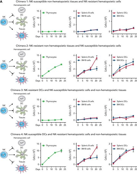 Donor alloreactive NK cells trigger recipient DCs to synthesize proteins that accelerate post-BMT immune reconstitution. (A) Recipient murine chimeras were constructed in which hematopoietic lineage cells and nonhematopoietic tissues differed in their MHC class I, thus rendering tissues either potentially susceptible (H-2b) or resistant (H-2d or H-2d/b) to donor (H-2d) NK cell alloreactivity. Chimeras were conditioned and received NK cells and BMT from H2d mice. Illustrations show potential target cell susceptibility (→) or resistance (→|) to NK cell alloreactivity for each individual chimera. Post-BMT cell counts showed that, unlike NK-susceptible nonhematopoietic tissue (chimera 1), NK-susceptible hematopoietic cells were necessary for accelerated immune reconstitution (chimera 2). In particular, NK-susceptible DCs were the only recipient hematopoietic lineage cell that was necessary for accelerated immune rebuilding; accelerated post-BMT immune reconstitution did not occur in chimeras that had NK-resistant DCs (chimera 3), whereas accelerated post-BMT immune reconstitution did occur in chimeras with NK-susceptible DCs (chimera 4). (B) H-2d NK cells (NKallo) were cocultured with allogeneic H-2b DCs to generate alloreactive NK/DC coculture supernatants. In control experiments, in order to obtain nonalloreactive NK/DC coculture supernatants, H-2d NK cells (NKsyn) were cocultured with syngeneic H-2d DCs. The supernatants were infused into lethally irradiated mice before BMT. Infusion of alloreactive NK/DC coculture supernatants accelerated post-BMT immune recovery. Infusion of supernatants from alloreactive NK/DC cocultures in which DNA transcription was blocked in DCs by actinomycin D (actD), but not in NK cells, failed to accelerate immune reconstitution (cell counts at day +20 are shown). (C) Human alloreactive NK/DC coculture supernatants (NKallo), obtained by coculturing alloreactive NK cell clones (from HLA class I C1/C2 group heterozygous individuals) and NK-susceptible DCs (from HLA class I C group homozygous individuals), were added to thymocyte/TEC cocultures. Unlike supernatants obtained from human nonalloreactive (autologous) NK/DC combinations (NKauto), human alloreactive NK/DC coculture supernatants increased human thymocyte counts in vitro. DNA transcription blockade in DCs, but not in NK cells, prevented the increase in human thymocyte counts (cell counts at day 10 of culture are shown). ∗P < .05, ∗∗P < .01.