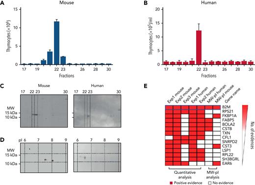 Biochemical analyses demonstrate that the murine and human “immune rebuilding factor” is B2M. (A-B) Murine and human NK/DC coculture supernatants were fractionated by HIC+RP. One out of the 30 fractions (fraction 22) displayed the most robust biological effect with enhanced murine thymocyte, T-cell, B-cell, and DC counts in vivo and increased human thymocyte cellularity in vitro in the human TEC/thymocyte cultures (the in vivo increase in murine T cells, B cells, and DCs is not shown). (C-D) Two parallel NK/DC coculture experiments were performed, 1 with and 2 without 35S-methionine, and supernatants were fractionated by HIC+RP chromatography. (C) Fractions from the radioactive experiment were subjected to SDS-PAGE and autoradiography. An 11 to 12 kDa MW protein was detected in the fractions that corresponded to those that exerted maximal immune rebuilding activity in the nonradioactive experiment. (D) Two-dimensional electrophoresis showed the 11 to 12 kDa MW protein had isoelectric points (pI) of 7.5 and 8 for murine and 6 to 7 for human samples. (E) The 14 top-ranking proteins identified by mass spectrometry that displayed a ≥1.5-fold increase in protein content in alloreactive NK/DC coculture supernatants as compared with nonalloreactive NK/DC coculture supernatants. Proteins were ranked according to presence of (1) 11 to 12 kDa MW, (2) pI of 7.5 and 8 for murine and 6 to 7 for human samples (on top of panel E, the combination of the above biochemical features is denoted as “MW-pI”), and (3) detection of the protein displaying the above biochemical features in all murine and human experiments. The only protein that possessed all of these features was B2M.