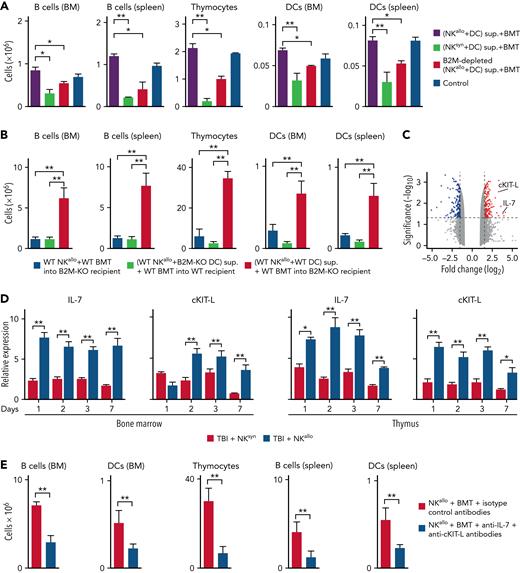 B2M triggers accelerated post-BMT immune reconstitution. (A) Anti-B2M antibody depletion reduced the immune rebuilding ability of alloreactive NK/DC coculture supernatants. (B) When B2M-KO H-2b mice were lethally irradiated and given alloreactive NK cells and a T-cell–depleted BMT from WT H-2d mice, no accelerated post-BMT immune reconstitution occurred. Also, no accelerated post-BMT immune reconstitution occurred when supernatants from cocultures of alloreactive WT H-2d NK cells and B2M-KO DCs were infused in WT recipient mice. In contrast, infusion of supernatants from cocultures of alloreactive WT H-2d NK cells and WT H-2b DCs restored the B2M-KO mouse ability to undergo accelerated post-BMT immune reconstitution. (C) RNA sequencing (RNA-seq) volcano plot analysis displayed genes that were differentially expressed in the BM of mice 7 days after they had received TBI and infusion of alloreactive NK/DC coculture supernatants (without BMT rescue) vs infusion of nonalloreactive NK/DC coculture supernatants. RNA-seq analysis revealed significant upregulation of 2 master regulators of lymphocyte development, namely IL-7 and cKIT-L. (D) qPCR showed IL-7 and cKIT-L were stably upregulated (for 1 week) in the BM and thymus of lethally irradiated, alloreactive NK cell–treated mice. (E) Infusion of anti–IL-7 plus anti–cKIT-L antibodies into BMT-transplanted mice prevented accelerated immune reconstitution. ∗P < .05, ∗∗P < .01.