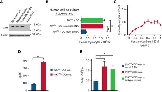 Genetic and functional evidence that human B2M triggers IL-7 production by human TECs and augments thymocyte counts. (A) Western blot of B2M developed by Enhanced ChemiLuminescence shows the absence of the B2M protein in DCs in which the human B2M gene was silenced with siRNA vs its presence in control DCs (untreated or electroporated or treated with scramble siRNA). (B) Supernatants from cocultures of human alloreactive NK cells and B2M-silenced DCs failed to increase human thymocyte cellularity (see the lane labeled “B2M siRNA”). (C) Increase in human thymocyte cellularity upon addition of human recombinant B2M in the TEC/thymocyte culture system. (D) Human alloreactive or nonalloreactive NK cell clones were cocultured with human DCs. NK/DC coculture supernatants were added to human TECs. Unlike supernatants from nonalloreactive (auto) NK/DC cocultures, the supernatants from alloreactive NK/DC (allo) cocultures promoted IL-7 production by TECs. (E) When thymocytes were cultured with TECs, the addition of an anti–IL-7 Ab prevented the increase in thymocyte counts mediated by an alloreactive NK/DC coculture supernatant. Bars: mean ± standard deviation of at least 3 independent experiments; statistics were performed with a Student test (GraphPad Prism 5). ∗P < .05; ∗∗P < .01. siRNA, short interfering-RNA.