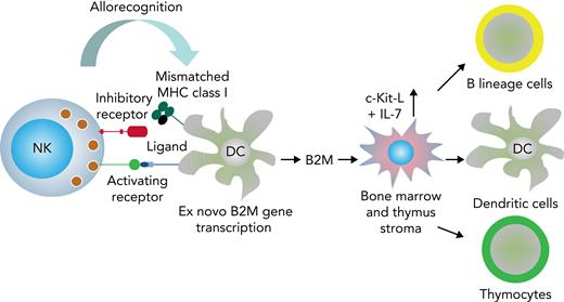 Graphic summary of data. During the interaction between NK cells and MHC-mismatched DCs, the mismatched MHC may not be recognized by NK cell inhibitory receptors, and the lytic action elicited by activating receptors is allowed to proceed.4,5 The NK cell alloreaction triggers DCs to transcribe the B2M gene and to synthesize and release B2M. B2M signals thymic and BM stroma to produce cKIT-L and IL-7 that mediate accelerated post-BMT immune reconstitution.