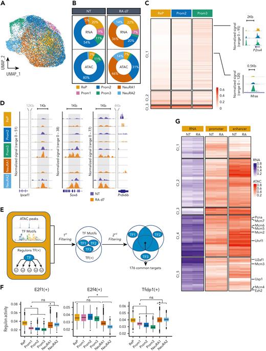 Single-cell integrative multiomics analysis highlights chromatin genes as responsible for RA resistance in PLZF-RARA–expressing cells. (A) UMAP visualization of integrated scRNA-seq (11 900 cells) and scATAC-seq (7367 cells) data set colored by cluster. (B) Donut plots showing the distribution of scRNA- and scATAC-seq cells in each cluster for NT and RA d7 conditions. (C) (Left) Heat map showing the ATAC signal in the NT condition on the differentially accessible peaks between ReP and Prom2-3 clusters. Hierarchical clustering is done according to the ReP data set. (Right) Coverage plot of ATAC signal at selected genes. (D) Coverage plot of ATAC signal per condition in each cluster associated with Ipcef1, Sox6, and Prdx6b genes. (E) Computational scheme to identify key regulon targets in the ReP cluster. The first filtering consists to select TFs with high activity in the ReP cluster by considering the accessibility of their DNA motifs in this cluster. TF motif accessibility scores are calculated with Signac,17 and TF motif markers are identified for each cluster (supplemental Table 2A). Selected ReP TFs are cross-referenced with master transcriptional regulators identified from scRNA-seq data using SCENIC18 (supplemental Table 2B). After this filtering, 3 TFs remain. Target genes shared at least by 2 TFs are taken into account for further filtering (second filtering). Target genes considered are: (i) found in all pySCENIC run, (ii) linked with positive regulons, and (iii) filtered based on the sum of normalized importance (>0.35). One hundred seventy-six genes are conserved (supplemental Table 3). (F) Box plots showing E2f1, E2f4, and Tfdp1 (TFs obtained after the first filtering) regulon activity in each cluster. ∗P < .05. (G) Heat map showing the mRNA expression (left), the promoter accessibility (middle, ±3 kb from the TSS), and the enhancer accessibility (right, ±50 kb from the TSS minus the ±3-kb promoter region) of the 176 target genes in the ReP cluster (obtained after the second filtering). Results are expressed as normalized log (mean gene activity). Hierarchical clustering is done according to the NT data set.