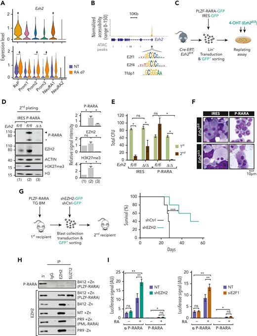 EZH2 relevance in PLZF-RARA APL. (A) Violin plot showing Ezh2 expression per cluster (top) and in NT or RA-treated cell conditions per cluster (bottom). The black arrow pointing up indicate significant higher expression in the cluster against all the other clusters (average log2|FC| > .25 and adjusted P < .05). (B) Coverage plot of ATAC signal on Ezh2 gene in the ReP cluster. E2f1, E2f4, and Tfdp1 motifs are detected under the highlighted peak. (C) Experimental scheme to ascertain whether Ezh2 activity is required for PLZF-RARA transformation. Lineage negative (Lin−) cells purified from Cre-ERT;Ezh2fl/fl are purified and transduced with an empty-IRES-GFP (IRES) or a PLZF-RARA-IRES-GFP (P-RARA) retroviral construct. Lin− green fluorescent protein (GFP)–positive cells are purified by FACS and Ezh2 deletion in Lin-GFP positive cells is obtained by adding 150 nM 4-hydroxytamoxifen (4-OHT) in the methylcellulose. (D) (Left) Global levels of PLZF-RARA (black arrow: full length, black star: degraded form), Ezh2 and H3K27me3 detected by western blotting after 4-OHT-induced Ezh2 deletion in the second round of plating. Actin and H3 are used as loading controls. (Right) Bar plots representing the signal intensity of PLZF-RARA (P-RARA), EZH2, and H3K27me3 normalized to the loading control (for P-RARA) and to the IRES condition (for EZH2 and H3K27me3). ns, not significant. ∗P < .05 (2 replicates). (E) Replating efficiency is monitored by counting the total colony-forming units (CFU) of nontransformed (IRES) and PLZF-RARA–transformed (P-RARA) cells in presence (fl/fl) or absence (Δ/Δ) of Ezh2. Results are expressed as a mean standard deviation of 3 experiments (n = 3). ∗P < .05. (F) Cell morphology of P-RARA or IRES-transduced cells in presence (fl/fl) or absence (Δ/Δ) of Ezh2. Representative colonies of indicated conditions after 2 rounds of plating. Cells are cytospun and observed after May-Grünwald Giemsa (MGG) staining. Magnification 64×; bar 10 μm. (G) (Left) Experimental scheme to ascertain whether Ezh2 activity is required for PLZF-RARA leukemia development in vivo. PLZF-RARA TG BM is transduced with an shCtrl-GFP or an shEZH2-GFP retroviral construct. GFP-positive cells are purified by FACS and reinjected into recipient mice. (Right) Survival rate of mice transplanted with shCtrl (gray curve) or shEZH2 cells (green curve). Each cohort contains 5 mice. ∗∗∗P < .001. (H) Nuclear extracts of U937 cells treated or not with ZnSO4 (Zn) immunoprecipitated with anti-immunoglobulin G, anti-EZH2, or anti-SUZ12 antibodies. Immunoprecipitations (IPs) are immunoblotted with anti-PLZF (top) or anti-EZH2 antibodies (bottom). Inputs (in) represent 2% of samples processed in each IP. U937 B412: PLZF-RARA Zn-inducible; U937 MT: parental cells; U937 PR9: PML-RARA Zn-inducible. (I) Relative luciferase intensity monitored in HEK293T transduced or not (NT) with a shEZH2 (left) or transfected with a siE2F1 or siCtrl (NT) (right). Cells were transfected with the RARE-Luc and with a GFP (ᴓ P-RARA) or PLZF-RARA (P-RARA) construct. Cells are treated or not for 48 hours with RA (1 μM). AU, arbitrary units. ∗P < .05, ∗∗P < .01 (n = 6).