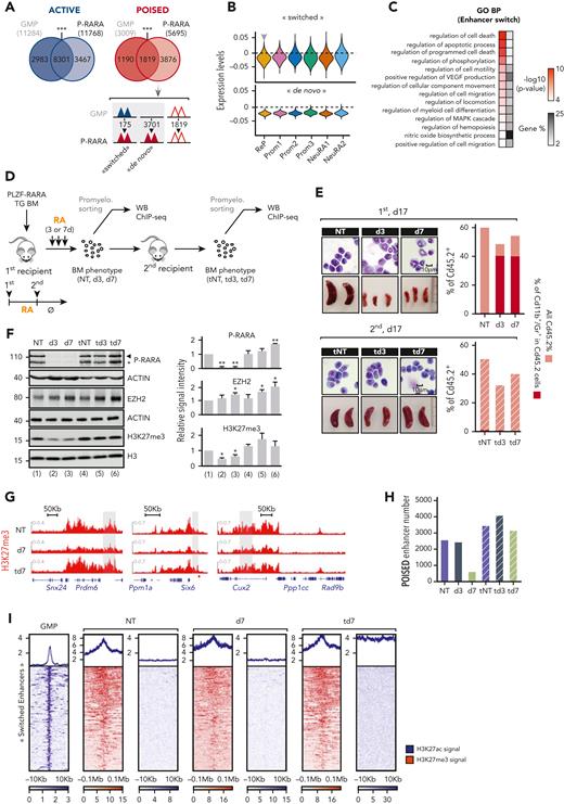 PLZF-RARA-induced H3K27me3 level at specific enhancers genes that marks RA relapse-initiating cells. (A) Enhancer distribution in PLZF-RARA promyelocytes and normal GMPs. Overlap of Active (left) and Poised enhancers (right) in GMP and PLZF-RARA (P-RARA) conditions. ∗∗∗P < .001. The Poised enhancer dynamics upon PLZF-RARA expression is schematized below. Triangles represent enhancers; colors indicate their activity (Active: blue, Poised: red). Empty triangles: no change in enhancer activity between the 2 conditions. (B) Violin plots showing “switched” and “de novo” Poised signature scores per cluster. Signature score represents the global expression of annotated genes for the signature identified by scRNA-seq. Gray arrow pointing down: significantly lower expression in the cluster against all the others (average score difference > 0.005 and adjusted P < .05). (C) GO analysis of enhancer nearby genes. Gene %, number of genes observed/total number of genes within each GO term, BP, biological processes. (D) Experimental scheme to assess chromatin events associated with RA resistance. PLZF-RARA TG BM is transplanted into recipient mice. Ten days after, mice are injected with corn oil (NT) or with RA for 3 or 7 days (d3 and d7) and sacrificed. Treated BMs are immunophenotyped and reinjected into new recipient mice (tNT, td3, td7). Secondary transplanted mice are not treated (Ø) and sacrificed at day 17 posttransplantation. (E) Leukemia evolution analyzed by MGG staining (magnification 64×), spleen size (bar in centimeter), and FACS (Cd45.2, Cd11b, and Gr1 are monitored). (Top) Impact of RA on PLZF-RARA leukemia (NT, d3, d7). (Bottom) Leukemia relapse evaluation of transplanted untreated (tNT) and RA-treated BM (td3, td7). (F) (Left) Global levels of PLZF-RARA (black arrow: full length, black star: degraded form), EZH2, and H3K27me3. Actin and H3 are used as loading controls. Signal intensity is normalized according to the loading control and to the NT. (Right) Bar plots representing the signal intensity of PLZF-RARA (P-RARA), EZH2, and H3K27me3 normalized to the loading control and to the NT condition. ∗P < .05, ∗∗P < .01 (2 biological replicates). (G) Representative integrative genomics viewer (IGV) tracks of H3K27me3 in NT, d7, and td7 conditions. The gray box underlines enhancer coordinates. (H) Total number of poised enhancers in each condition. (I) Plot heat map of H3K27ac (blue) and H3K27me3 (red) signals in GMP, NT, d7, and td7 conditions at switched enhancers. Signals are plotted 10 Kb (for H3K27ac) and 0.1 Mb (for H3K27me3) upstream and downstream the enhancer center.