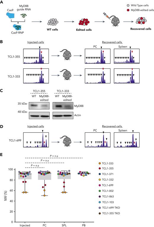 Murine CLL cells with disrupted MyD88 are not negatively selected in vivo. (A) Schematic representation of the procedure to investigate the impact of CRISPR/Cas9-mediated disruption of the MyD88 gene on the growth of adoptively transferred Eμ-TCL1 CLL cells. The scheme illustrates expected outcome in case TLR signals are required for leukemia growth in vivo. (B) Indel analysis by amplicon capillary electrophoresis of the targeted region of MyD88 in TCL1-355– and TCL1-333–injected and recovered leukemia cells isolated from peritoneal cavity (PC) and spleen. The wild type allele is indicated by a red arrow, and mutant alleles are indicated by black arrows. (C) Immunoblotting analysis of wild type (WT) and MyD88-edited TCL1-355 and TCL1-333 leukemia cells. (D) Amplicon capillary electrophoresis of the targeted region of MyD88 in TCL1-699–injected and recovered leukemia cells isolated from PC and spleen. Experiment was performed with the second MyD88 guide RNA. (E) MyD88 mutant allele frequency (MAF) in injected leukemia cells and cells isolated from the PC and spleen of mice 21 to 35 days after adoptive transfer. Seventeen independent experiments were performed with the 8 TCL1-derived CLL and the 2 TCL1-derived RS lines. MAF was calculated by dividing the area of the mutated alleles with the total area of all amplified alleles (mutant + WT) detected in the amplicon capillary electrophoresis. Statistical analysis was done using 1-way repeated measures ANOVA.