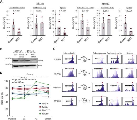 R221 treatment and IRAK4 knockdown differently affect the growth of xenografted human RS cells. (A) Treatment with R221 results in reduced growth of RS1316 and RS9737 cells in subcutaneous tumor and spleen but not in PC of xenografted NSG mice. Graphs show absolute number of leukemic cells at each site. Statistical analysis was done using the t test or Mann-Whitney test, as appropriate. (B) Immunoblotting analysis of IRAK4 expression in WT and IRAK4-edited RS9737 and RS1316 cells. (C) Indel analysis by amplicon capillary electrophoresis of the targeted region of IRAK4 in injected and recovered leukemia cells isolated from subcutaneous tumor, PC, and spleen. The WT allele is indicated by a red arrow, and mutant alleles are indicated by black arrows. (D) IRAK4 MAF in injected leukemia cells and cells isolated from subcutaneous tumors, PCs, and spleens of NSG mice. The tumor cells were recovered between 27 and 34 days after transplantation. Eleven independent experiments were performed, 3 each with RS1316, RS9737, and IP867/17 and 2 with RS1050 cells. Statistical analysis was done using 1-way repeated measures ANOVA.