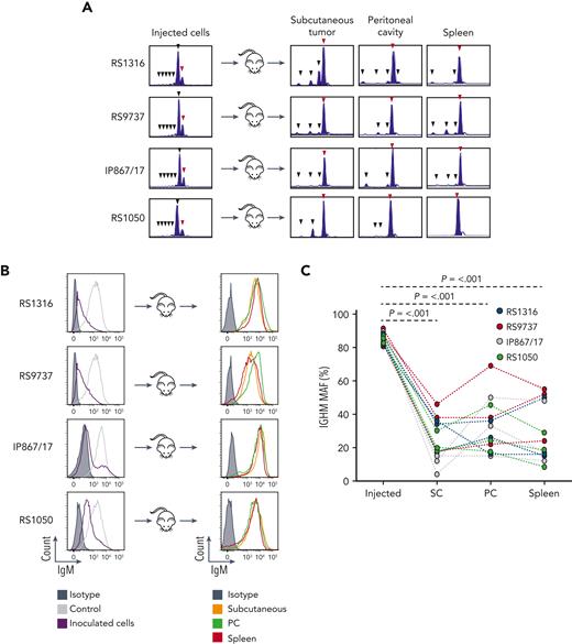 RS-PDX cells with CRISPR/Cas9-disrupted IGHM gene are negatively selected in vivo. (A) Indel analysis of the targeted region of the IGHM gene in injected and recovered leukemia cells isolated from subcutaneous tumor, PC, and spleen of xenografted NSG mice. The wild type allele is indicated by a red arrow, and mutant alleles are indicated by black arrows. (B) Flow cytometry analysis of surface IgM expression in IGHM-edited tumor cells before injection and after recovery from subcutaneous tumor, PC, and spleen of xenografted NSG mice. Control refers to mock-transfected cells. (C) IGHM MAF in injected leukemia cells and cells isolated from subcutaneous tumors, PCs, and spleens of NSG mice. The tumor cells were recovered 30 to 31 days after transplantation. Twelve independent experiments were performed, 3 each with RS1316, RS9737, IP867/17, and RS1050 cells. Statistical analysis was done with 1-way repeated measures ANOVA with Tukey test for multiple comparisons.