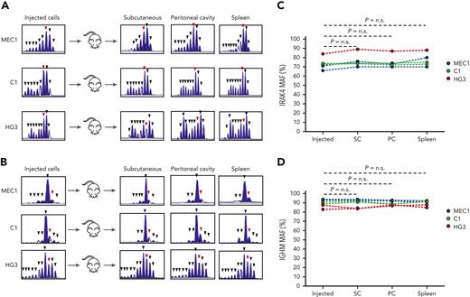 Analysis of changes in IGHM or IRAK4 MAF following in vivo propagation of human CLL cell lines MEC1, C1, and HG3. (A) Indel analysis of the targeted region of the IRAK4 gene or (B) IGHM gene in injected and recovered leukemia cells isolated from subcutaneous tumor, PC, and spleen of xenografted NSG mice. The wild type allele is indicated by a red arrow, and mutant alleles are indicated by black arrows. (C-D) IRAK4 and IGHM MAF in injected leukemia cells and cells isolated from subcutaneous tumors, PCs, and spleens of NSG mice. The tumor cells were recovered 24 to 37 days after transplantation. Each circle represents an independent experiment. Statistical analysis was done with 1-way repeated measures ANOVA with Tukey test for multiple comparisons.