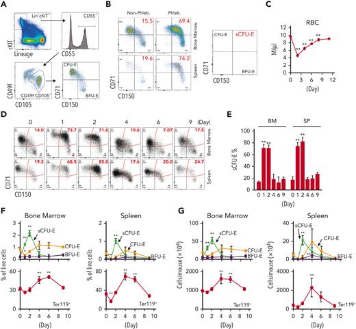 sCFU-E cells expand in erythropoietic stress. (A) Flow cytometric gating strategy. (B) Percentages of sCFU-E cells increase in the bone marrow and spleen of phlebotomized (Phleb.) mice 2 days after phlebotomy. (C) RBC counts on indicated day after phlebotomy. (D) Representative flow cytometry plots of temporal sCFU-E cell increases in the bone marrow (BM) and spleen (SP) of phlebotomized mice. (E) Quantification of percentage changes of sCFU-E cells in (D). (F) Quantification of BFU-E, sCFU-E, CFU-E, and Ter119+ cell percentages in phlebotomized mice at indicated times. (G) Total numbers of BFU-E, sCFU-E, CFU-E, and Ter119+ cells in phlebotomized mice at indicated times. Data represent the mean ± SD. ∗P < .05; ∗∗P < .01, 1-way ANOVA.