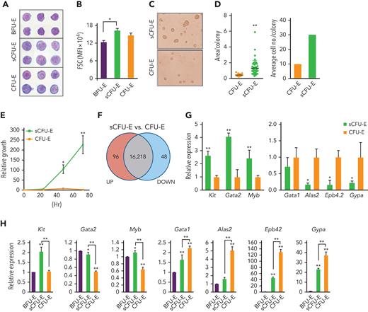 sCFU-E cells exhibit higher growth potential and express lower levels of erythroid-committed genes compared with CFU-E cells. (A) Histologic staining of sorted BFU-E, sCFU-E, and CFU-E cells. (B) Quantification of forward scatter (FSC) median fluorescence intensity, an indicator of cell size, by flow cytometry. (C) sCFU-E cells generate unifocal colonies on day 2. Colonies generated from sCFU-E cells are larger than those from CFU-E cells. (D) Quantification of area per colony and average cell number per colony in (C). (E) Sorted sCFU-E cells generate more progenies than CFU-E cells in vitro. (F) Comparison of sCFU-E and CFU-E cell transcriptome by RNA-seq. The number of genes with expression greater (up) or less (down) than 1.5-fold are indicated. (G) Relative expression of indicated genes in sCFU-E vs CFU-E cells from RNA-seq data. (H) Expression of indicated genes in sorted BFU-E, sCFU-E, and CFU-E by qPCR. Gene expression is normalized first to β-actin and then to expression in BFU-E cells. Significant differences between sCFU-E and CFU-E cells are specified. Data represent mean ± SD. Statistically significant differences indicated on top of each bar are in comparison with BFU-E cells. ∗P < .05; ∗∗P < .01, Student’s t test or 1-way ANOVA.