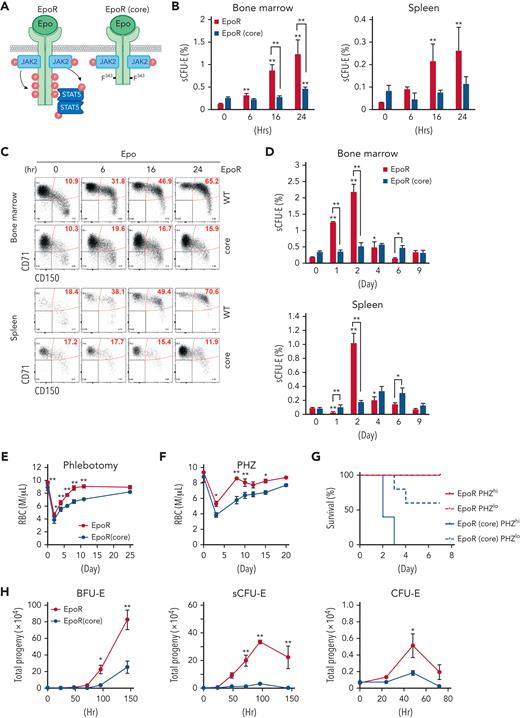 sCFU-E cells expansion is impaired in mice expressing truncated EpoR. (A) Diagrams of full-length EpoR and EpoR(core). (B) Epo-induced sCFU-E expansion is defective in EpoR(core) mice. Percentages of sCFU-E cells in the bone marrow or spleen were quantified at indicated times after Epo injection in mice expressing wild-type EpoR or EpoR(core). Statistically significant differences indicated on top of each bar are in comparison with time 0, whereas significant differences between EpoR and EpoR(core) at specific time points are specified. (C) Representative flow cytometry data from (B). (D) sCFU-E expansion after phlebotomy is defective in EpoR(core) mice. Statistically significant differences indicated on top of each bar are comparison with day 0, whereas significant differences between EpoR and EpoR(core) at specific time points are specified. (E) RBC counts after phlebotomy in mice expressing EpoR or EpoR(core) at indicated times. (F) RBC counts after PHZ-induced hemolysis in mice expressing EpoR or EpoR(core) at indicated times. (G) EpoR(core) mice die of erythropoietic stress elicited by PHZ treatment. Dosing of 62.5 mg/kg (PHZlo) or 87.5 mg/kg (PHZhi) is as indicated. (H) Sorted BFU-E and sCFU-E cells from EpoR(core) mice generated dramatically fewer erythroid progenies. Ter119+ erythroid progenies are enumerated at indicated time harvested from in vitro culture. Data represent the mean ± SD. ∗P < .05; ∗∗P < .01, 2-way ANOVA.
