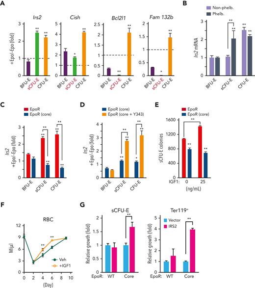 STAT5-induced IRS2 engages IGF1R signaling to promote sCFU-E growth. (A) Epo-induced expression of candidate STAT5 target genes in sorted BFU-E, sCFU-E, and CFU-E cells by qPCR. (B) Phlebotomy induces IRS2 expression in sCFU-E cells. Statistically significant differences indicated on top of each bar are comparison with BFU-E cells, whereas significant differences between nonphlebotomized and phlebotomized (phleb.) conditions are specified. (C) Epo-induced IRS2 expression is defective in sCFU-E and CFU-E cells of EpoR(core) mice. (D) Y343 rescues Epo-induced IRS2 expression in EpoR(core+Y343) sCFU-E and CFU-E cells. (E) IGF1 increases sCFU-E colonies in mice expressing wild-type (WT) but not EpoR(core). (F) IGF1 injection accelerates RBC recovery after phlebotomy. (G) Exogenous expression of IRS2 increases the growth of sCFU-E cells and the number of Ter119+ progenies generated in bone marrow cells from EpoR(core). GFP+ cells were gated for analyses and normalized to vector controls. Veh., vehicle control. ∗P < .05; ∗∗P < .01, 1-way or 2-way ANOVA.