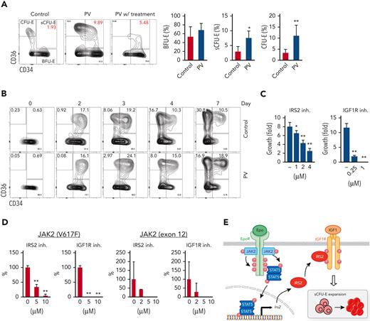 sCFU-E cells are expanded in human PV, and inhibition of IGF1R/IRS2 signaling suppresses Epo-hypersensitive erythroid colonies. (A) Percentages of CD34+CD36+ and CD34–CD36+cells increase in PV samples. (B) In vitro culture of sorted BFU-E cells from PV or controls. Cells are examined by flow cytometry on indicated day after culture. (C) Inhibitors of IRS2 or IGF1R kinase activity reduce sorted murine sCFU-E growth in vitro. Data presented are 48 hours in culture. (D) IRS2 and IGF1R kinase inhibitors reduce the number of erythroid colonies grown from peripheral mononuclear cells from patients with PV. Cells are cultured in methylcellulose media with SCF (50 ng/mL) and low Epo (0.05 U/mL), and colonies are scored on day 14. (E) Current model of EpoR-IGF1R/IRS2 signaling cross talk. inh., inhibitor .∗P < .05; ∗∗P < .01, Student’s t test or 1-way ANOVA.