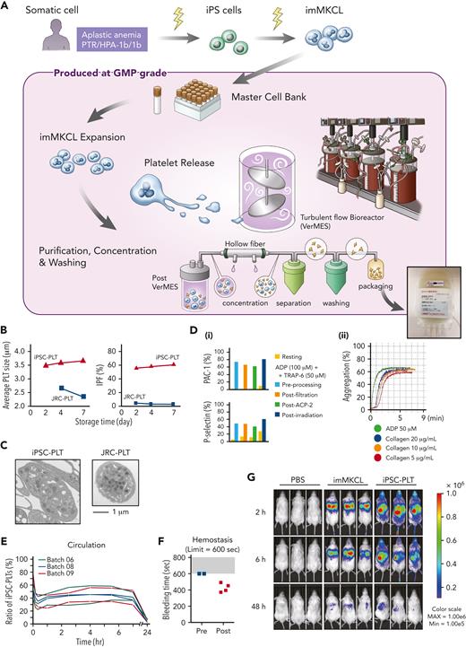 Production of iPSC-PLTs from imMKCL MCB and their functional properties. (A) Somatic cells (peripheral blood mononuclear cells) from an aplastic anemia patient with alloPTR owing to anti–HPA-1a, were reprogrammed using episomal vectors. iPSCs were differentiated to hematopoietic progenitor cells using the revised pluripotent stem cell (PSC)-sac method. Then, under megakaryocyte differentiating condition, c-MYC, BMI-1, and BCL-XL were sequentially transduced by lentiviral vectors to establish imMKCLs. A single imMKCL clone was selected based on expandability and platelet production and stocked as a master cell bank (MCB) in liquid nitrogen. From the MCB, iPSC-PLTs were produced under good manufacturing practice (GMP)–based conditions: an MCB vial was thawed, cultured with a thrombopoietin mimetic (TA-316), stem cell factor and doxycycline, and expanded for 23 days. After expansion, the cells were transferred to medium without doxycycline but with a Rho-associated kinase inhibitor (Y-39983), an aryl hydrocarbon receptor antagonist (GNF-316), and an ADAM17 inhibitor (KP-457). The 6-day maturation culture was done in 4 vessels of 8 L-scale VerMES, which are turbulent flow bioreactors. iPSC-PLTs released into the media were concentrated, separated, and washed using hollow fibers and an ACP215 centrifugation system with low and high settings and depleted for nucleated cells using leukocyte depleting filters. Approximately 10 × 1011 iPSC-PLTs were resuspended in 200 mL bicarbonate linger solution with 20% acid citrate dextrose and 2.5% human serum albumin and packaged into a blood bag. The final package included ∼107 imMKCLs but was gamma-ray irradiated with 25 Gy to eliminate tumorigenicity. (B) Sizes and percentages of the large immature platelet fraction (IPF) corresponding with iPSC-PLTs (batch 18) and blood donor–derived Japanese Red Cross product platelets (JRC-PLTs) at different storage days. Representative data of 3 batches are shown. (C) Representative transmission electron micrograph images of iPSC-PLTs (batch 17) and JRC-PLTs. Scale bars, 1 μm. (D) In vitro functional assay of iPSC-PLTs: (i) representative flow cytometric analysis data for iPSC-PLT samples before processing, after filtration, and after a second ACP215 centrifugation for washing and after irradiation and (ii) aggregation assay. iPSC-PLTs were stimulated with 50 μM adenosine diphosphate (ADP) or 5, 10, and 20 μg/mL collagen. (E) In vivo circulation in thrombocytopenic rabbit models for 6 batches of iPSC-PLTs (3 batches per rabbit, 2 rabbits) by measuring the ratio of human and rabbit platelets in peripheral blood using flow cytometry. (F) In vivo hemostasis in thrombocytopenic rabbit models for iPSC-PLTs by measuring the bleeding time of the ear incision before and after the transfusion of human iPSC-PLTs (batch 09). The maximum measuring time was 600 seconds. (G) imMKCLs or iPSC-PLTs introduced with Akaluc expression vectors were injected into NOD/Shi-scid,IL-2RγKO (NOG) mice. Phosphate-buffered saline (PBS) was injected for the control group. Results of in vivo imaging after 2, 6, and 48 hours are shown. CCI, corrected count increment; max, maximum; min, minimum.