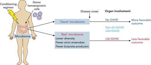 Conditioning for allo-HCT causes microbiome-dependent inflammation and can lead to the attack of various organs by donor-derived immune cells (GVHD). Burgos da Silva et al report a number of features of the intestinal microbiome that determine whether GVHD will occur, which organs are affected (the most severe form is GVHD of the lower gastrointestinal tract, LGI-GVHD), and that affect disease outcome. Professional illustration by Patrick Lane, ScEYEnce Studios.