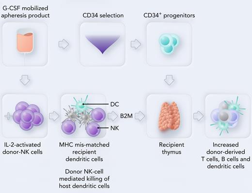 Mechanism that activated donor NK cells facilitate T-cell reconstitution in allogeneic hematopoietic stem cell transplant recipients by killing host-type dendritic cells and releasing beta2 microglobulin. Professional illustration by Somersault18:24.