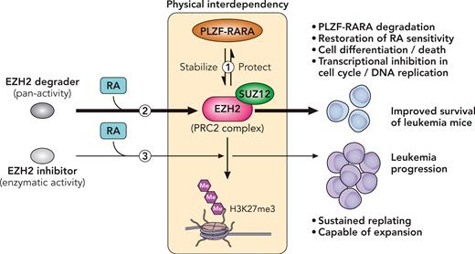 Physical and functional interdependency between EZH2 and PLZF-RARA. (1) PLZF-RARA fusion stabilized the interaction of 2 PRC2 components, EZH2 and SUZ12, and the presence of EZH2 protected the fusion protein from degradation. (2) Targeting pan-EZH2 activity with its degrader, in combination with RA administration, induced restoration of RA sensitivity, cell differentiation and death, and transcriptional repression in cell cycle and DNA replication and prolonged survival of APL mice. (3) EZH2, as an enzymatic catalytic subunit of PRC2, posttranslationally trimethylates H3K27. However, inhibition of EZH2 enzymatic activity with small molecules did not reverse RA resistance. Replating capacity was sustained and cells were able to expand, which further resulted in leukemia progression. Professional illustration by Patrick Lane, ScEYEnce Studios.