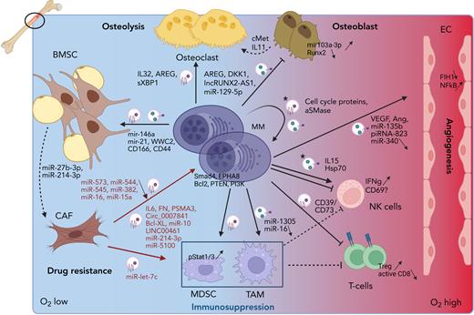 Role of EVs in the MM microenvironment. MM cells reside in the hypoxic BM milieu, which will trigger MM EV release. These EVs will stimulate angiogenesis by delivering pro-angiogenic cargo including VEGF, miR-135b and piRNA-823, which will trigger proliferation and tube formation in ECs. Osteolysis will be activated by inducing osteoclast proliferation and activation through the delivery of EV cargo (AREG, IL32 and sXBP1) and by blocking osteoblast differentiation and activity through inhibitory cargo such as AREG, DKK1, lncRUNX2-AS1, and miR-129-5p. Moreover, osteoblasts are stimulated to secrete cMet and IL11 for the osteoclasts. Immune suppression is induced by the presence of CD73 and CD39, and activation of MDSC and TAMs via miR-1305 EV delivery, who in turn will inhibit NK- and T-cell proliferation. MM EVs have a direct impact on T cells by inhibiting CD8 activation and inducing T regulatory cell expansion. Direct effects on NK cells are more inconclusive and only occur after treating MM cells with cytotoxic compounds, releasing “chemoexosomes” (depicted with a ∗). IFNγ is released in response to chemoexosomes, but NK activation is uncertain. These chemoexosomes also contain cell cycle proteins and acid SMase, thereby inducing auto-resistance. Finally, MM cells trigger BMSC to transform into CAFs by delivering mir-146a, mir-21, WWC2, CD166, and CD44 as EV cargo. Transition toward CAFs is accompanied by miR-27b-3p and miR-214-3p upregulation. CAFs in turn will release growth and survival cargo to MM cells, containing IL6, FN, PSMA3, Circ_0007841, Bcl-XL, miR-10, miR-214-3p, miR-5100 and LINC00461. They will also stimulate TAMs via delivery of miR-let-7c. A downward arrow indicates less expression of specific cargo in tumoral EVs. This figure was created with biorender.com.