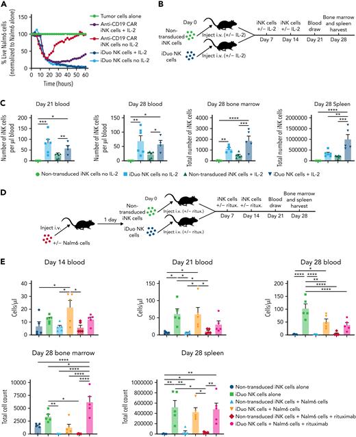 iDuo NK cells are cytokine-autonomous. (A) Anti-CD19 CAR iNK cells and iDuo NK cells were cocultured with NLR-transduced Nalm6 cells in the presence or absence of 50 U/mL IL-2. Target cell killing was assessed in IncuCyte assays, and the percentages of live Nalm6 cells in each condition were normalized to Nalm6 cells cultured alone. All conditions were run in triplicate. Results are representative of two experiments. (B) Schematic for the experiments designed to assess the persistence of non-transduced iNK cells and iDuo NK cells in vivo with and without cytokine support. (C) 1 × 107 non-transduced iNK cells or iDuo NK cells were injected IV into NSG mice (n = 6 mice per group) once per week for 3 weeks with or without 5 × 104 U IL-2. One mouse in the iDuo NK cell group with IL-2 died prematurely of causes unrelated to the NK cell transfer. Blood draws were taken at days 21 and 28, and iNK cell counts were determined by flow cytometry using antibodies specific for human CD45 and CD56. Mice were killed at day 28, and bone marrow and spleen were collected for assessment of iNK cell counts. Results are from two independent experiments. Statistical significance was determined using one-way ANOVA. (D) Schematic for experiments designed to assess iNK cell numbers in tissues of mice injected with tumor and rituximab. (E) 1 × 105 Nalm6-luc cells were injected IV into groups of NSG mice (n = 5 per group). The next day, 1 × 107 non-transduced iNK cells or iDuo NK cells were injected IV with or without IP injections of rituximab (2 μg/mouse). Non-tumor–bearing mice also received IV injections of non-transduced iNK cells or iDuo NK cells (n = 5 per group). Mice received subsequent iNK cell and rituximab injections at days 7 and 14. Blood draws were performed at days 14, 21, and 21 for assessment of iNK cell numbers in peripheral blood. Mice were sacrificed at day 28, and bone marrow and spleen tissues were collected for analysis of iNK cell counts. Results are from two independent experiments. Statistical significance was determined using one-way ANOVA. Shown is mean ± standard deviation. ∗P ≤ .05, ∗∗P ≤ .01, ∗∗∗P ≤ .001, ∗∗∗∗P ≤ .0001.