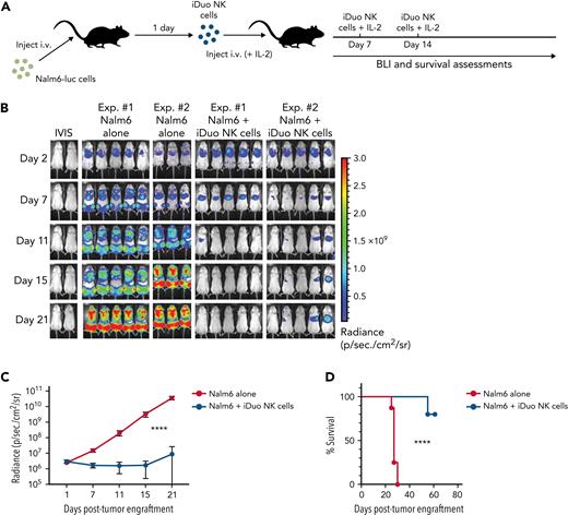 In vivo tumor control by iDuo NK cells. (A) Schematic for experiments assessing iDuo NK cell antitumor function as a single agent in vivo. NSG mice were injected IV with 1 × 105 Nalm6 cells expressing firefly luciferase. After allowing the tumors to establish for 1 day, mice either received no treatment (n = 8) or IV injections of 1 × 107 iDuo NK cells (n = 10) along with 5 × 104 U IL-2 on days 1, 7, and 14. (B) Bioluminescence images throughout the first 3 weeks of the experiment. (C) Graphical representation of cumulative BLI data for the entire 7 weeks of the experiment. Statistical significance was determined using a two-way ANOVA. Shown is mean ± standard deviation. (D) Kaplan–Meier curves for the Nalm6 adoptive transfer experiment. Results are from two independent experiments. Statistical significance was determined using a log-rank (Mantel–Cox) test. ∗∗∗∗P ≤ .0001.