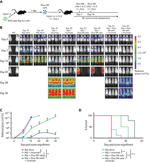 In vivo multi-antigen targeting with iDuo NK cells. (A) Schematic for the experiments to test multi-antigen targeting with iDuo NK cells. NSG mice were injected IV with 1 × 105 Raji cells stably expressing firefly luciferase. After allowing the tumors to engraft for 1 day, mice were either left untreated (n = 8), received three IV injections of rituximab (3 μg) alone (n = 8), 1 × 107 iDuo NK cells alone (n = 8), or 1 × 107 iDuo NK cells along with rituximab (n = 8). Rituximab and cell doses were given on days 1, 4, and 7 post-tumor engraftments. (B) Bioluminescence images through the first 5 weeks of the experiments. (C) Graphical representation of cumulative BLI data. Statistical significance was determined by two-way ANOVA. Shown is mean ± standard deviation. (D) Kaplan–Meier curves for the in vivo Raji experiment. Statistical significance was determined using a log-rank (Mantel–Cox) test. ∗P ≤ .05, ∗∗P ≤ .01, ∗∗∗P ≤ .001, ∗∗∗∗P ≤ .0001.