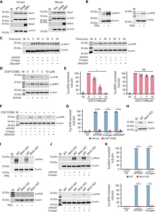 Megakaryocytes and platelets express Mnk1 protein. (A) Washed platelets (Plts), megakaryocytes (Megs), and white blood cells (as a control) from both healthy human donors and WT C57Bl/6 mice were lysed and analyzed for total Mnk1 and Mnk2 protein expression by western blotting. β-Actin was used as a loading control. Images representative of n ≥ 3 independent experiments. (B) CD34+ megakaryocytes derived and cultured from human cord blood were lysed after stimulation with or without TPO (100 ng/mL) on culture day 13 for 15 minutes. Lysates were analyzed for phosphorylated Mnk1 (p-Mnk1, left) and phosphorylated eIF4E (p-eIF4E, right) by western blotting. β-Actin was used as a loading control. Images representative of n ≥ 3 independent experiments. (C) Washed human platelets were left alone (0 minutes) or stimulated with AYPGKF (100 μM), collagen (5 μg/mL), or 2MeSADP (50 nM) for 5 and 10 minutes. Samples were analyzed for p-Mnk1 (left) and p-EIF4E (right) by western blotting. β-Actin was used as a loading control. Images representative of n ≥ 3 independent experiments. (D-E) Washed human platelets were left unstimulated (US) in DMSO vehicle control or treated with different concentrations of the Mnk1 inhibitor CGP 57380 for 5 minutes. Then, platelets were stimulated with AYPGKF (100 μM, 5 minutes). Cells were then lysed and analyzed for p-eIF4E and p-4EBP1 by western blotting. β-Actin was used as a loading control. Quantitative analysis of p-eIF4E and p-4EBP1 normalized to β-actin are shown in the bar graphs to the right. Western blot images are representative of n ≥ 3 independent experiments. (F-G) Washed human platelets were left US or treated with CGP 57380 (10 μM) for 5 minutes. The cells were then left alone in DMSO (Veh) or stimulated with AYPGKF (100 μM), collagen (5 μg/mL), or 2MeSADP (50 nM) for 5 minutes and probed for p-eIF4E by western blotting. β-Actin was used as a loading control. Quantitative analysis of p-eIF4E normalized to β-actin is shown in the bar graph to the right (∗P < .05). Western blot images are representative of n ≥ 3 independent experiments. (H) The expression of total Mnk1 protein in platelets from either WT or Mnk1 KO mice was analyzed by western blotting. β-Actin was used as a loading control. Western blot images are representative of n ≥ 3 independent experiments. (I) Cultured bone marrow megakaryocytes from either WT or Mnk1 KO mice were left alone or stimulated with TPO (100 μM) for 15 minutes and then analyzed for p-Mnk1 (top) and p-eIF4E (bottom) by western blotting. β-Actin was used as a loading control. Western blot images are representative of n ≥ 3 independent experiments. (J) Washed platelets from either WT or Mnk1 KO mice were left unstimulated or stimulated with AYPGKF (100 μM) or collagen (5 μg/mL) for 5 and 10 minutes. Platelets were analyzed for p-Mnk1 (top) and p-eIF4E (bottom) by western blotting. β-Actin was used as a loading control. Images are representative of n ≥ 3 independent experiments. (K) Quantitative analyses of p-Mnk1 (top) and p-EIF4E (bottom) normalized to β-actin (∗P < .05). M, marker; NS, not significant.