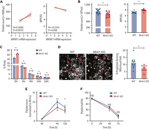 Mnk1 regulates megakaryocyte endomitosis and platelet production. (A) Pearson correlation analyses of the association between platelet counts (left) and MPV (right) with platelet MKNK1 mRNA expression (n = 154 healthy human donors). Light gray lines represent 95% confidence intervals. (B) Platelet counts (left) and mean platelet volume (right) in WT or Mnk1 KO mice (n > 10 mice per group, ∗P < .05). (C) Bone marrow–derived megakaryocytes from WT or Mnk1 KO mice were collected at culture day 5, and ploidy distribution of megakaryocytes was quantified (n = 3 independent experiments), ∗PANOVA < .05). (D) Bone marrow–derived megakaryocytes from WT or Mnk1 KO mice were collected at culture day 5. Megakaryocytes were then allowed to adhere to fibrinogen-coated plates and incubated overnight at 37°C. Megakaryocytes were then stained with phalloidin, and proplatelet formation was assessed by confocal microscopy. The right bar graph shows the number of proplatelet forming megakaryocytes (∗P < .05, n = 3 independent experiments). (E-F) Platelets were depleted from WT or Mnk1 KO mice by a single IV injection of an anti-GPIbα antibody (Emfret Analytics), leading to near-complete platelet clearance by 48 hours. Platelet counts were measured over 120 hours (eg, 5 days) by Hemavet. The (E) percentage of platelet count recovery was calculated from the platelet nadir at 48 hours, and (F) platelet clearance was calculated from the time of injection of the anti-GPIbα antibody (n = 5 mice per group, ∗P < .05; ∗∗P < .01). ANOVA, analysis of variance; NS, not significant.