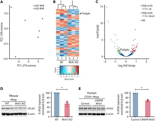 Mnk1 regulates the translation of mRNAs, including cPLA2, in megakaryocytes. Bone marrow megakaryocytes were isolated from WT (n = 3) or Mnk1 KO (n = 3) mice and cultured for 5 days. Ribosomal footprint profiling was performed to identify RNAs with ≥1 ribosomes attached (RPRs), suggestive of mRNAs being actively translated. (A-B) Principal component analysis and heat map showing mRNAs with differentially abundant RPRs. The gene Pla2g4a is enlarged and highlighted with a black arrowhead. (C) Volcano plot showing significantly (false discovery rate < 0.05) upregulated (log2 fold change > 1.5, red) and downregulated (log2 fold change < 1.5, green) RPRs in megakaryocytes from WT or Mnk1 KO mice. Blue circles represent RPRs that were not significantly changed in megakaryocytes between WT and Mnk1 KO mice. The gene Pla2g4a is enlarged and highlighted with a red arrow. (D) Bone marrow–derived megakaryocytes from WT and Mnk1 KO mice analyzed for cPLA2 protein expression. β-Actin was used as a loading control. Bar graph shows quantification of total cPLA2 protein in Mnk1 KO megakaryocytes compared with WT megakaryocytes as assessed by densitometry (n = 4 per group, ∗P < .05). (E) Immunoblot of cPLA2 protein after Mnk1 CRISPR-Cas9 (CRISPR Mnk1)-based knockdown in day 13 human CD34+-derived cultured megakaryocytes. Guide RNAs not targeting known genes were used as a negative control (Control). Bar graph shows quantification of total cPLA2 protein expression as assessed by densitometry (n = 3 per group, ∗P < .05). NS, not significant.