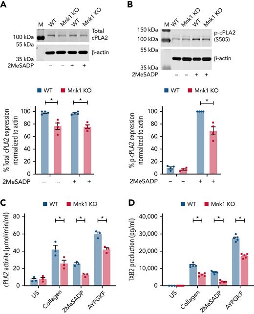 Mnk1 regulates cPLA2 activity and thromboxane production by platelets. (A-B) Total (A) and phosphorylated (B) cPLA2 protein expression was assessed by immunoblot in unstimulated or 2MeSADP-stimulated (10 nM, 5 minutes) platelets from WT and Mnk1 KO mice. β-Actin was used as a loading control. Immunoblots are representative of n = 3 independent experiments. (C-D) Washed platelets from WT and Mnk1 KO mice were left unstimulated (US) or stimulated with collagen (2 μg/ml), 2MeSADP (2 nM), or AYPGKF (150 μM) 10 minutes. Then, platelet cPLA2 activity (C) and TXB2 production (D) were assessed (n = 3-5 mice per group, ∗P < .05). M, marker.