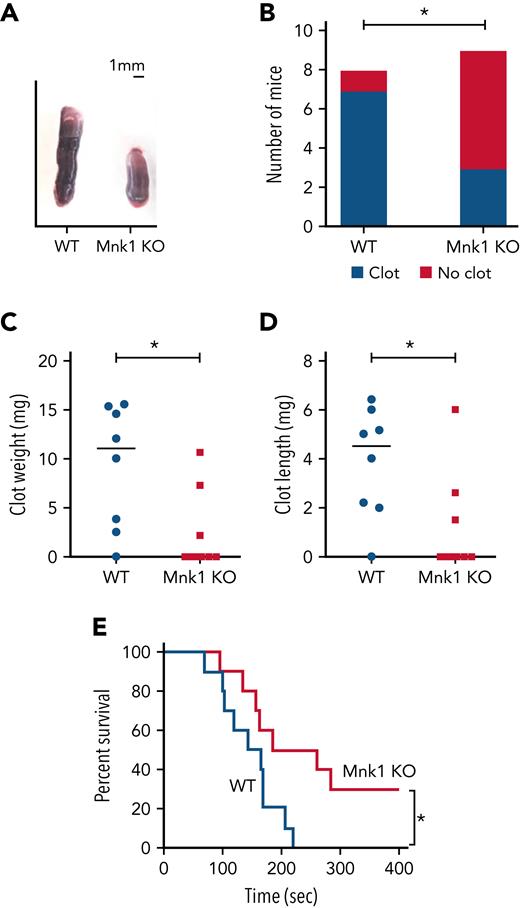 Mnk1 regulates thrombus formation in vitro and in vivo. (A-D) WT (n = 8) or Mnk1 KO (n = 9) mice were subject to a venous stasis model of thrombosis. (A) Representative clots from WT or Mnk1 KO mice. (B) Number of mice in each group with thrombosis (∗P < .05). (C-D) Clots were removed, measured, and weighed (∗P < .05). (E) Survival proportions in WT and Mnk1 KO mice after induction of pulmonary thromboembolism by injecting a collagen/epinephrine mixture through retro-orbital injection (n = 10 mice per group, ∗P < .05).
