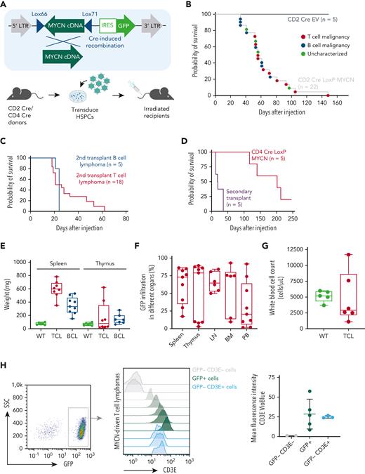 MYCN drives PTCL in a bone marrow transplant model. (A) Schematic overview of the bone marrow transplant assay strategy used to restrict MYCN expression to the lymphoid lineage. (B) Kaplan-Meier overall survival curve for mice transplanted with CD2 Cre HSPCs transduced with empty vector (EV) (n = 5) or the LoxP MYCN retroviral vector (n = 22). (C) Kaplan-Meier overall survival curve for secondary transplants of MYCN-driven B-cell lymphoma (n = 5) or MYCN-driven T-cell lymphoma (n = 18). (D) Kaplan-Meier overall survival curve for mice transplanted with CD4 Cre HSPCs transduced with the LoxP MYCN retroviral vector (n = 5) and secondary transplants from the resulting T-cell lymphomas (n = 5). (E) Spleen and thymus weights in mice that develop MYCN-driven B-cell lymphomas (BCL) or TCL or wild-type (WT) mice. (F) Infiltration of GFP-positive cells in different organs from mice that develop MYCN-driven TCL. LN, lymph node; BM, bone marrow; PB, peripheral blood. (G) White blood cell counts of WT mice or recipient mice transplanted with CD2 Cre cells transduced with the LoxP MYCN retroviral vector at end-stage disease (TCL). (H) Representative fluorescence-activated cell sorter (FACS) analysis showing CD3e expression in GFP-positive spleen cells of mice that developed MYCN-driven TCL (left and middle). The mean fluorescence intensity is shown on the right. SSC, side scatter. (I) Representative FACS analysis showing CD4 expression in GFP-positive spleen cells of mice that developed MYCN-driven TCL (left). The mean fluorescence intensity is shown on the right. (J) Hematoxylin and eosin stainings on a spleen from a mouse transplanted with HSPCs expressing EV (GFP) and a spleen from the murine MYCN-driven TCL. Scale bars indicate 200 μm (black) or 20 μm (white). (K) Immunofluorescent staining showing GFP or Cd3e in a spleen from a mouse transplanted with HSPCs expressing EV and a spleen from a mouse that developed MYCN-driven TCL. Scale bars indicate 200 μm. See also supplemental Figure 2. DAPI, 4′,6-diamidino-2-phenylindole.