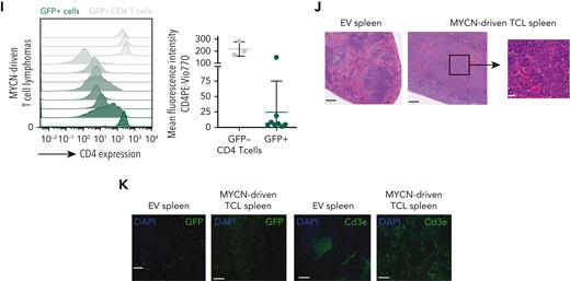 MYCN drives PTCL in a bone marrow transplant model. (A) Schematic overview of the bone marrow transplant assay strategy used to restrict MYCN expression to the lymphoid lineage. (B) Kaplan-Meier overall survival curve for mice transplanted with CD2 Cre HSPCs transduced with empty vector (EV) (n = 5) or the LoxP MYCN retroviral vector (n = 22). (C) Kaplan-Meier overall survival curve for secondary transplants of MYCN-driven B-cell lymphoma (n = 5) or MYCN-driven T-cell lymphoma (n = 18). (D) Kaplan-Meier overall survival curve for mice transplanted with CD4 Cre HSPCs transduced with the LoxP MYCN retroviral vector (n = 5) and secondary transplants from the resulting T-cell lymphomas (n = 5). (E) Spleen and thymus weights in mice that develop MYCN-driven B-cell lymphomas (BCL) or TCL or wild-type (WT) mice. (F) Infiltration of GFP-positive cells in different organs from mice that develop MYCN-driven TCL. LN, lymph node; BM, bone marrow; PB, peripheral blood. (G) White blood cell counts of WT mice or recipient mice transplanted with CD2 Cre cells transduced with the LoxP MYCN retroviral vector at end-stage disease (TCL). (H) Representative fluorescence-activated cell sorter (FACS) analysis showing CD3e expression in GFP-positive spleen cells of mice that developed MYCN-driven TCL (left and middle). The mean fluorescence intensity is shown on the right. SSC, side scatter. (I) Representative FACS analysis showing CD4 expression in GFP-positive spleen cells of mice that developed MYCN-driven TCL (left). The mean fluorescence intensity is shown on the right. (J) Hematoxylin and eosin stainings on a spleen from a mouse transplanted with HSPCs expressing EV (GFP) and a spleen from the murine MYCN-driven TCL. Scale bars indicate 200 μm (black) or 20 μm (white). (K) Immunofluorescent staining showing GFP or Cd3e in a spleen from a mouse transplanted with HSPCs expressing EV and a spleen from a mouse that developed MYCN-driven TCL. Scale bars indicate 200 μm. See also supplemental Figure 2. DAPI, 4′,6-diamidino-2-phenylindole.