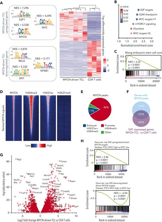 Murine MYCN-driven T-cell lymphoma recapitulates human PTCL with a high MYC signature. (A) Heat map showing the top differentially expressed genes in MYCN-driven TCL compared with normal CD4 T cells and depicting the transcription factor binding motifs of the top transcription factors identified by i-CisTarget in the up- and downregulated genes. NES = normalized enrichment score. (B) NESs for different hallmark gene sets in MYCN-driven TCL compared with normal CD4 T cells. (C) GSEA showing enrichment of an embryonic stem cell–like signature as described by Wong et al.25 (D) Centered read-density heat maps showing binding locations of MYCN, H3K4me3, H3K27ac, and H3K27me3 in MYCN-driven TCL. Heat maps centered and ranked on MYCN signal strength. (E) ChIP-seq peak occurrence of MYCN in relation to promoter regions (H3K4me3+) and enhancer regions (H3K27ac+ and H3K4me3−). (F) Venn diagram showing the total amount of ChIP-seq peaks of MYCN in promoters of genes that are differentially (Diff.) expressed in MYCN-driven TCL compared with normal CD4 T cells. (G) Volcano plot showing the log2 fold change of direct MYCN target genes in MYCN-driven TCL compared with CD4 T cells. (H) GSEA to show negative enrichment of the top 500 downregulated direct MYCN target genes and positive enrichment of the top 500 upregulated direct MYCN target genes in the differentially expressed genes in PTCL with a high vs low MYC signature. See also supplemental Figure 3.