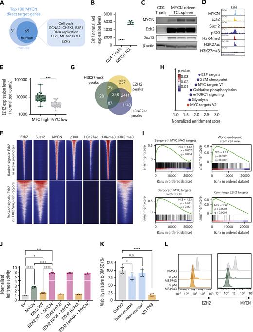 EZH2 is a cofactor for transcriptional activation together with MYCN. (A) Schematic representation of the top 100 MYCN direct target genes. (B) Normalized expression levels of Ezh2 in CD4 T cells and in MYCN-driven lymphoma cells. (C) Western blot showing expression levels of MYCN, Ezh2, and Suz12 in normal CD4 T cells and in MYCN-driven TCL spleen cells. (D) Representative ChIP-seq tracks for the Ezh2 promoter showing binding of MYCN, Ezh2, Suz12, p300, and histone marks H3K4me3, H3K27ac, and H3K27me3 in MYCN-driven TCL. (E) Normalized counts for EZH2 from the PTCL-NOS and FTCL cases from the Leuven cohort and the Kyoto cohort. Patients with overexpression of MYCN are indicated with stars. (F) Centered read-density heat maps showing binding locations of Ezh2, Suz12, MYCN, p300, H3K27ac, H3K4me3, and H3K27me3 in MYCN-driven TCL. Heat maps centered and ranked on Ezh2 signal strength in active promoters (top) or in regions enriched for H3K27me3 (bottom). (G) Venn diagram of EZH2 peaks in direct MYCN target genes and their overlap with H3K27ac or H3K27me3 peaks. (H) Normalized enrichment scores for different hallmark gene sets in the differentially expressed direct EZH2+MYCN target genes. (I) GSEA showing enrichment of different MYC target gene sets and stemness-associated gene sets in the differentially expressed direct EZH2+MYCN target genes. (J) Luciferase assay in HEK293T cells showing transcriptional activation of Firefly luciferase by MYCN and/or EZH2 (wild type or methyltransferase-inactivating mutants). (K) Forty-eight–hour ex vivo treatment of MYCN-driven TCL spleen cells with 2 μM of the EZH2 methyltransferase inhibitors tazemetostat and valemetostat, or the EZH2 degrader MS1943. n.s., not significant. (L) Fluorescence-activated cell sorter (FACS) analysis of EZH2 and MYCN in MYCN-driven TCL spleen cells treated ex vivo with DMSO or MS1943 for 12 hours. (M) In vitro treatment of RPMI-8402 cells with 5 μM MS1943, tazemetostat (Taz), or valemetostat (Val). (N) FACS analysis of EZH2 and MYCN in RPMI-8402 cells after treatment with 7 μM MS1943 or DMSO. (O) Quantitative reverse transcription polymerase chain reaction (qRT-PCR) analysis of MYCN and EZH2 target gene expression in RPMI-8402 cells treated for 36 hours with 2.5 μM MS1943 or DMSO. See also supplemental Figures 4 and 5. ∗∗∗∗P < .0001, ∗∗∗P < .001, ∗∗P < .01, ∗P < .05.