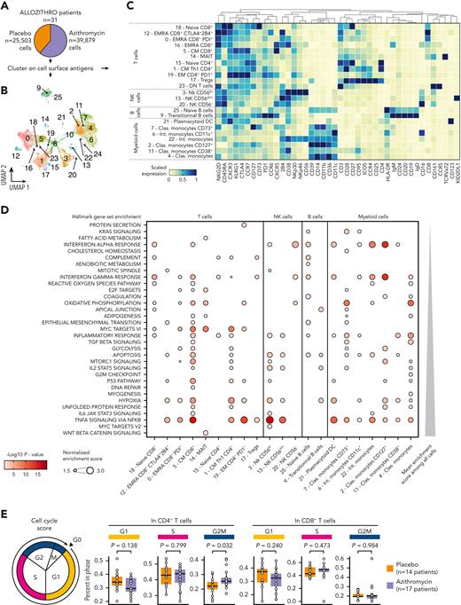 Azithromycin treatment is associated with enrichment of energy metabolism, cell cycle, and immune response pathways. (A) Frozen peripheral mononuclear blood cells (PBMCs) from patients (placebo, n = 14; and azithromycin, n = 17) were thawed and analyzed by means of cellular indexing of transcriptomes and epitopes by sequencing (CITE-Seq). Cells were clustered according to cell surface antigen expression. (B) Uniform manifold approximation and projection (UMAP) describing cell clustering. (C) Heatmap depicting scaled cell surface antigen expression in cell subsets. (D) Dot plot depicting enrichment analysis within each subset of cells with the use of hallmark gene sets. Only immune cells with at least 1 enriched pathway are depicted. P values were computed with adaptive multilevel split Monte-Carlo and adjusted with false discovery rate. (E) Cell cycle analysis from CITE-Seq with cell cycle score. P values were computed by means of 2-sided matched-pair Wilcoxon rank test. Clas., classical; DN, double negative; EM, effector memory; EMRA, effector memory CD45RA+; Int., intermediate; MAIT, mucosal associated invariant T cells; NK, natural killer.