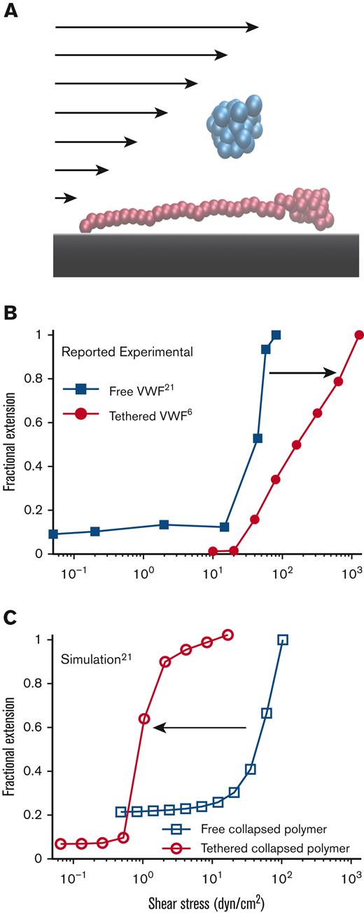 Free vs surface-tethered VWF extension under flowshows inconsistent behavior. (A) Diagram illustrating21 free-in-flow (blue) vs surface-tethered (red) VWF with applied shear flow. (B) Data from the study by Schneider et al22 (blue) showing normalized extension vs shear stress for free VWF and data from the study by Fu et al6 (red) showing normalized extension vs shear for tethered VWF. Required shear stress for free-VWF extension is expected to be higher than required shear stress for surface-tethered extension, but experimentally, the opposite was observed. (C) Predictions of mean extension in response to shear stress based on a Brownian dynamics model with a strong Lennard-Jones (LJ) interaction potential proposed by Schneider et al22 for both a free-in-flow (blue) and tethered (red) polymer. Lengths are normalized based on the maximum observed length in the direction of flow.