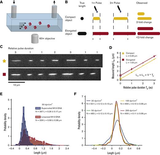 PULSIS. (A) Basic schematic of the pressure-driven flow system and imaging setup, not to scale. (B) Cartoon depiction of PULSIS. Objects are imaged with different duration pulses and by comparing the relative lengths, we can accurately measure the lengths of moving objects and distinguish point objects from elongated objects. (C) Example experimental PULSIS trajectories of fluorescently labeled linearized DNA at 50 dyn/cm2. (D) Example relationship between measured length of pulse Lm (μm) vs relative pulse duration Tp (arbitrary time units) for the 2 DNA PULSIS trajectories in panel C. For each trajectory, streak lengths are measured and a linear regression performed of the form Lm = L0 + V × Tp, with fitting errors according to York et al.37Lm is the illuminated streak length that we measure, and Tp is the relative pulse duration defined by the pulse pattern (1, 2, or 3). The linear fit gives us the particle velocity V, and the y-intercept L0 represents the length of the molecule observed with an infinitesimally short pulse, that is, with no motion blur. The first trajectory (yellow) has a corrected length of 0.29 μm and resembles a compact object. The second trajectory has a corrected length of 1.03 μm and represents an elongated object. Error bars on pulse length are based on goodness of fit to predicted pulse shape (supplemental Methods). (E) Positive control showing histogram of PULSIS-determined lengths of double stranded M13 DNA plasmid both in supercoiled (blue) and linearized (red) state at 50 dyn/cm2, imaged in sucrose buffer. Histograms are of motion blur–corrected lengths of hundreds of single molecules. The examples (trajectories and analysis) from Figure 2C and D are 2 statistics from the linearized (red) distribution. Histograms are displayed along with kernel density estimates. Kernel density estimation is a method for smoothing histograms by applying a Gaussian kernel to each point.38 A Gaussian kernel was used with bandwidth set by the Silverman rule.39 (F) Negative control showing kernel density estimate for PULSIS motion blur–corrected beads at different shear stress (manufacture determined diameter of 0.11 μm). Raw histograms are shown in supplemental Figure 1. Number of measurements and mean length and standard deviation for each condition are shown in panels E and F.