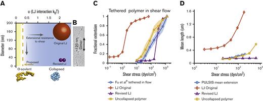 Comparison of Brownian dynamics models for VWF. (A) Parameter space of the simulation as a function of bead diameter and LJ interaction strength. Comparison with the size of spheres representing monomers of the different models. Sizes of spheres are on the same scale as panel B. Blue space represents collapsed polymers, with yellow being uncollapsed polymers. Dotted line represents the ϴ-point, in which the attractive and repulsive forces cancel out. (B) Electron microscopy images of VWF adapted from Fowler et al.49 (C) Comparison between Brownian dynamics simulation and experimental steady state extension for surface-tethered polymers under shear flow. The 3 models are the original LJ model (◇), the revised LJ model (Δ), and the uncollapsed polymer model (□). Simulations compared with experimental data from previous surface stretching experiments of 2- to 3.5-μm VWF molecules from the study by Fu et al (ο, 156 molecules measured).6 For each model and shear stress, the equilibrium extension of 5 independent simulations were averaged together at each shear stress. Extension is normalized by maximum extension and plotted on a semi–log plot. Shaded area shows standard deviation of the 5 simulations. (D) Comparison of Brownian dynamics simulation and experimental mean extension for free-in-flow VWF, with applied shear flow as measured by PULSIS, plotted on a semi–log plot. Because the contour length of the experimental data is unknown, simulations and data are not normalized. Polymer simulation extensions were averaged over a time window and independent runs. (LJ original runs = 3, revised LJ runs = 3, and uncollapsed polymer runs = 10). Absolute contour length of all simulations was ∼3 μm.