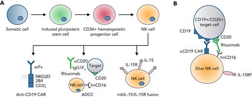 Derivation, specificity, and functionality of iDuo NK cells. (A) iDuo NK cells are genetically engineered from iPSC-derived NK cells incorporating expression of a CD19-targeting CAR with NKG2D transmembrane and 2B4/CD3ζ signaling domains, a high-affinity, non-cleavable CD16, and a membrane-bound IL-15/IL-15R fusion molecule. (B) Triple modification allows for dual target-mediated killing through the CAR with enhanced ADCC when used in combination with monoclonal targeted antibody.