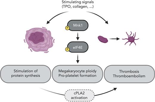 Activation of megakaryocytes and platelets stimulates Mnk1 and eIF4E phosphorylation and increases messenger RNA translation, megakaryocyte ploidy, and proplatelet formation, as well as thrombosis, most likely via the activation of cPLA2. TPO, thrombopoietin. Illustration created with the help of Tony Gutschner using BioRender.com.