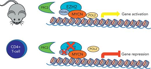 Induced MYCNexpression in CD4+ T-cell mouse model shows interaction with EZH2 through a noncanonical function independent of PRC2. MYCN activation is sensitive to selective EZH2 degradation, which was synergistic with histone deacetylase inhibitors.