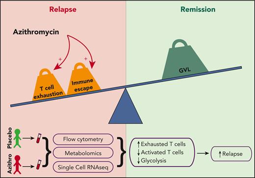 Azithromycin treatment leads to more T cell exhaustion, which may impair GVL and promote relapse.
