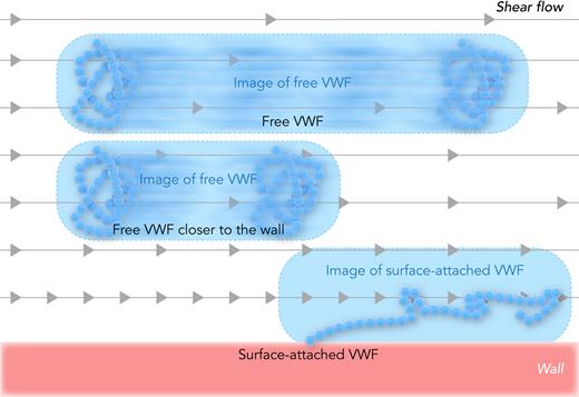 Measuring VWF elongation in shear flow. In shear flow, the fluid farther from the wall moves faster, as illustrated by the gray arrows. Free VWF moves during image acquisition, so the image forms a blur that is longer than the length of the protein, and depends on the distance of VWF from the wall. Surface-attached VWF does not move with the flow, so any elongation in the image reflects actual protein stretching. Professional illustration by Somersault18:24.