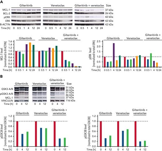 Venetoclax-gilteritinib combination reduces ERK and GSK3B phosphorylation and MCL-1 protein levels via proteasomal degradation. (A) Protein expression of MCL-1, BCL-2, pERK, and total ERK in HL60 cells treated for indicated timespan with 1 μM of gilteritinib, 20 nM of venetoclax, or the combination of both as analyzed by western blotting. B-actin levels are given as loading control. All western blot images have been cropped for improved clarity and conciseness. Quantification was performed using ImageJ. Data are representative of 3 independent experiments. (B) Protein expression of pGSK3A and B, total GSK3A and B, and MCL-1 in HL60 cells treated for indicated timespan with 1 μM of gilteritinib, 20 nM of venetoclax, or the combination of both as analyzed by western blotting. Vinculin levels are given as loading control. Quantification was performed using ImageJ. Data are representative of 3 independent experiments. (C) Protein expression of MCL-1, pMCL-1 S159, and pMCL-1 T163 in HL60 cells treated for indicated time points with 1 μM of gilteritinib, 20 nM of venetoclax, or the combination of both as analyzed by western blotting. B-actin levels are given as loading control. Quantification was performed using ImageJ. Data were obtained from the same biologic replicate as data shown in panel A and are representative of 3 independent experiments. (D) Protein expression of MCL-1, BCL-2, pERK, and total ERK in HL60 cells treated with 1 μM of gilteritinib, 20 nM of venetoclax, or the combination of both with or without the addition of the proteasome inhibitor carfilzomib for 4 hours. B-actin levels are given as loading control. Quantification was performed using ImageJ. Data are representative of 3 independent experiments.